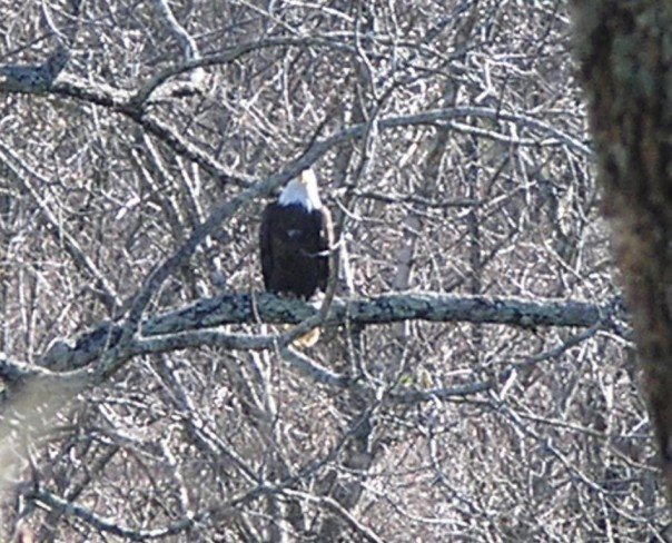 Kingston Springs, TN: A bald eagle along the Harpeth River: taken 2007