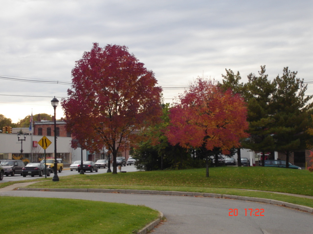 Buchanan, MI: trees