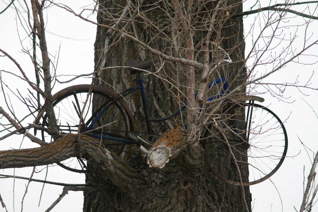 Rigby, ID: Bicycle up a tree