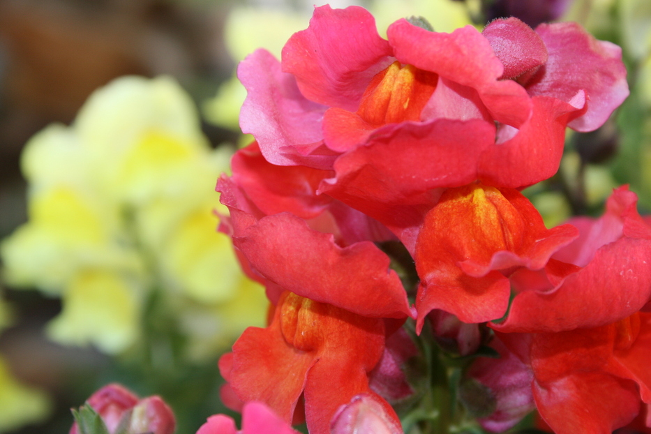 Rancho Mirage, CA Backyard Flowers February, 2007 Rancho Mirage, CA photo, picture, image