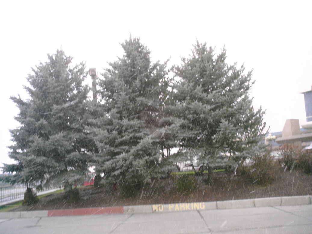Elko, NV: Snow falling on pretty trees in a store parking lot.