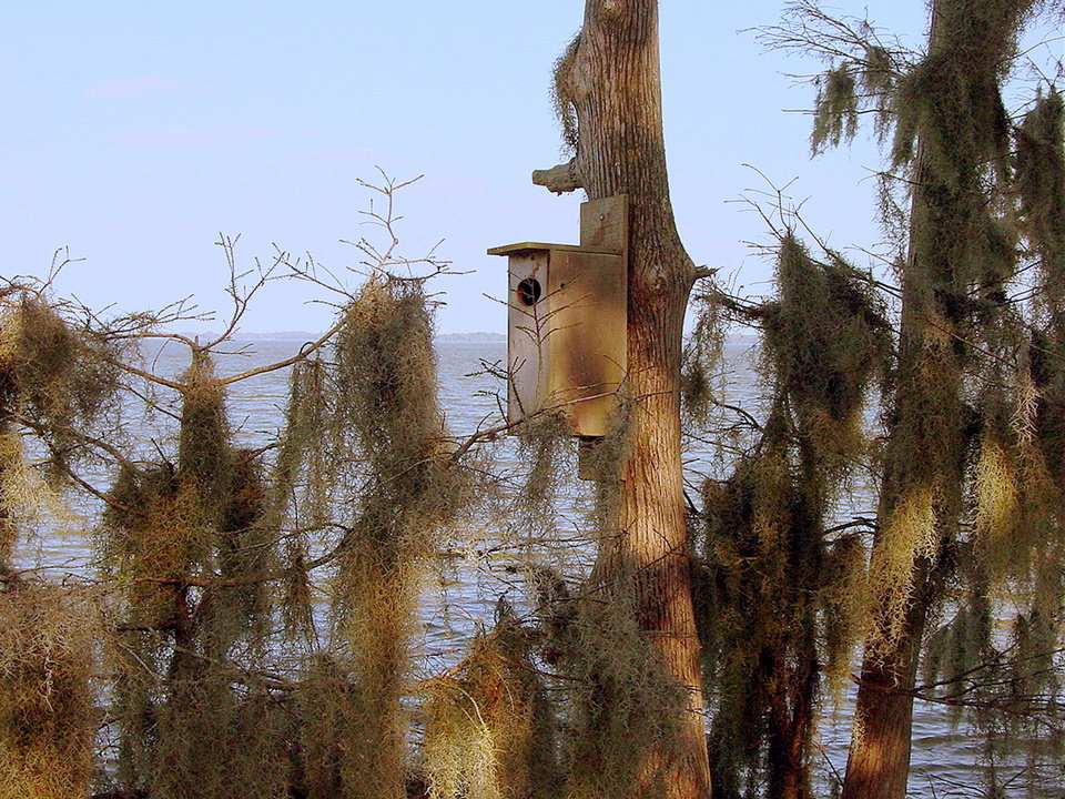 Yalaha, FL: Duck House on Big Lake Harris in Yalaha, FL