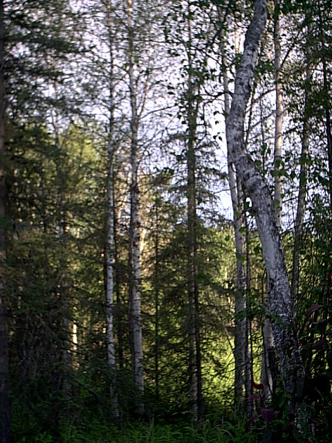 Meadow Lakes, AK: Alaska Produce Growers, Meadow Lakes