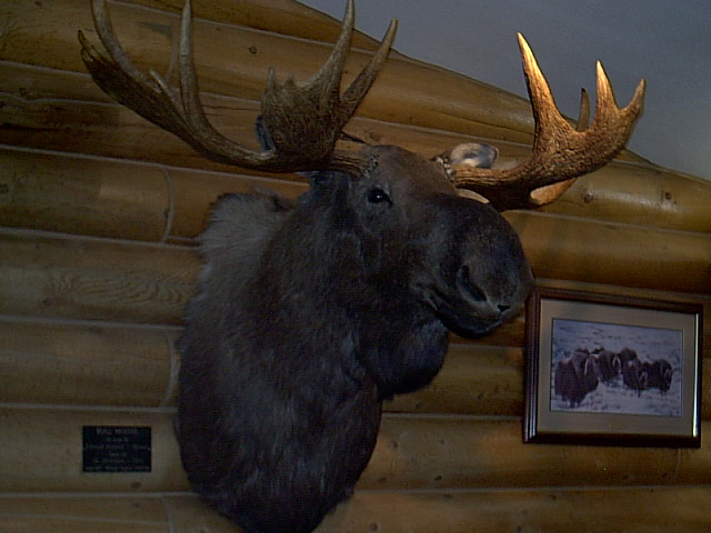 Wasilla, AK: Moosehead at Wasilla Welcome Center