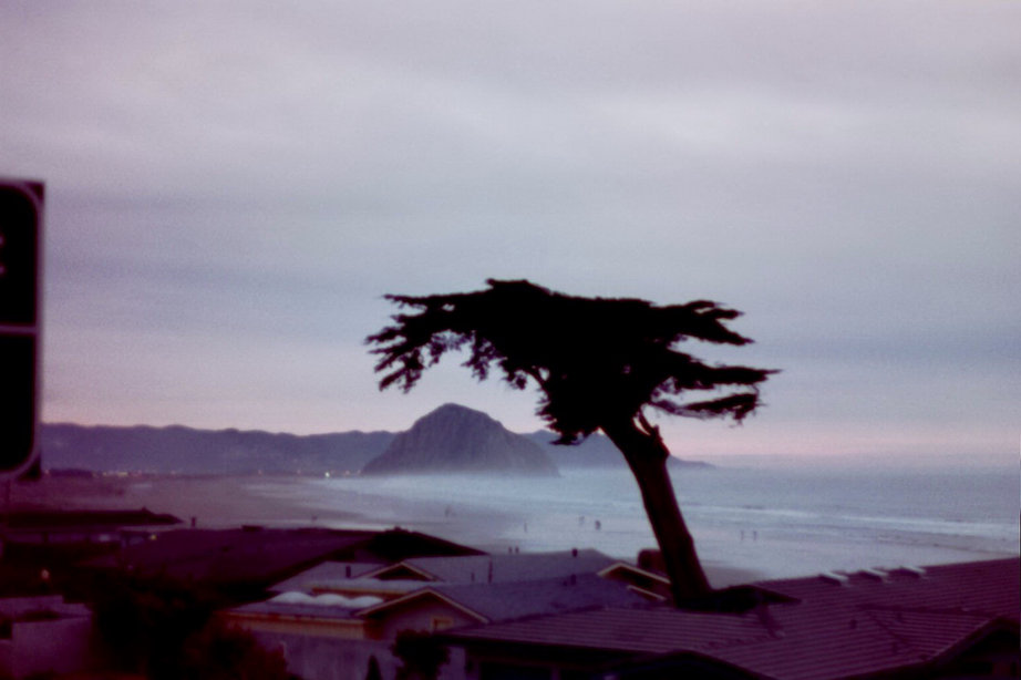 Morro Bay, CA: A tree covers El Morro