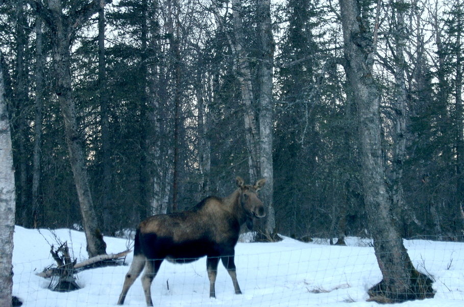 Lazy Mountain, AK: Moose in Lazy Mountain, Alaska