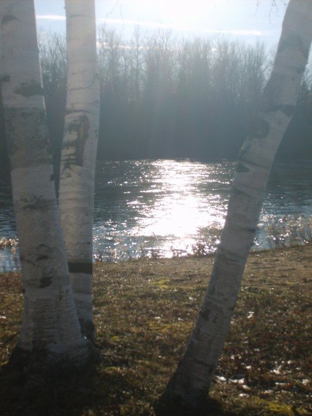 Kalkaska, MI: The sunlight coming through the birch trees at Mill Pond