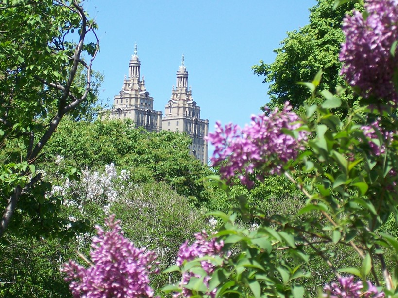 New York, NY: Central Park Lilacs