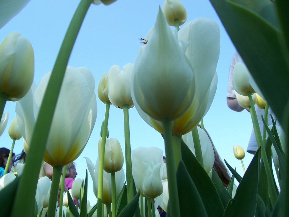Albany, NY: flowers at tulip fest