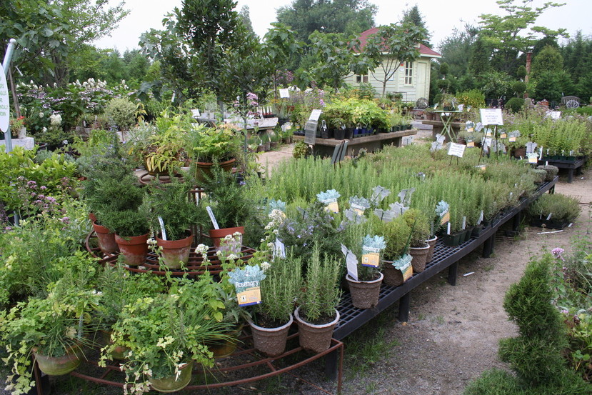 Bridgehampton, NY: Herbs at Marders
