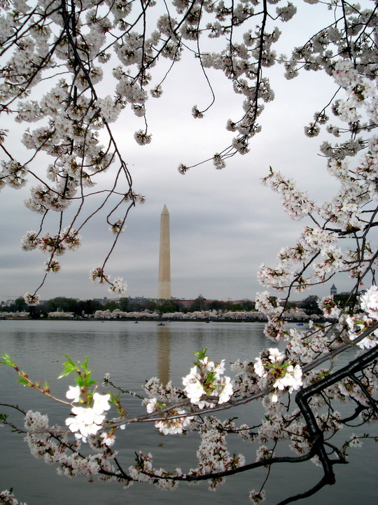Washington, DC: Cherry Blossom in DC, 2007