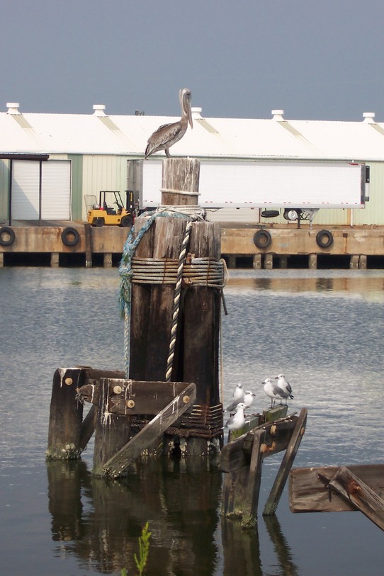 Bayou La Batre, AL: A pelican at the State Docks taken before Katrina