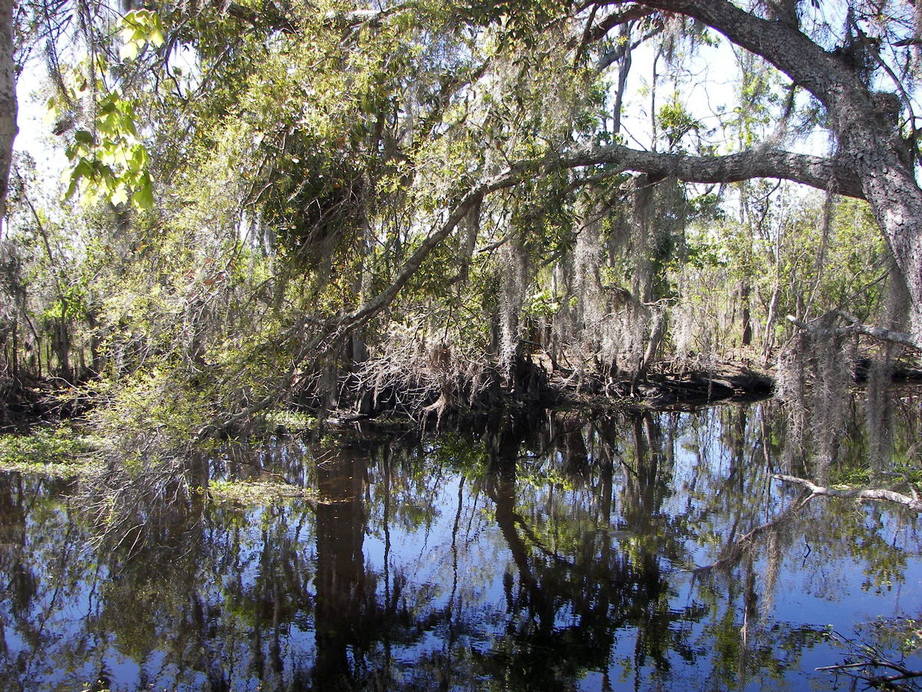 Marrero, LA: Jean Lafitte State Park in Marrero, Louisiana ( cypress swamps)