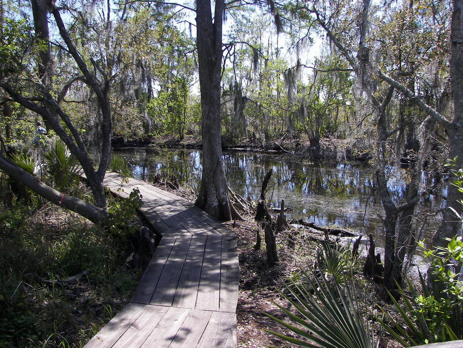 Marrero, LA: Jean Lafitte State Park in Marrero, Louisiana ( cypress swamps)