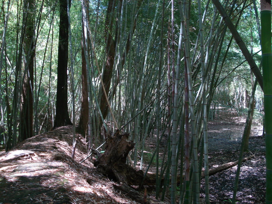 Prattville, AL: Bamboo In Wilderness Park Prattville, AL