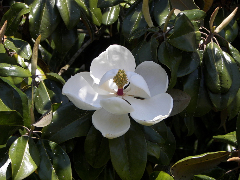 Belle Chasse, LA: Beautiful magnolias grown in Belle Chasse, louisiana