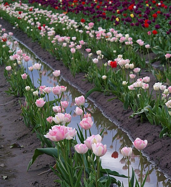 Woodland, WA: Woodland Tulips