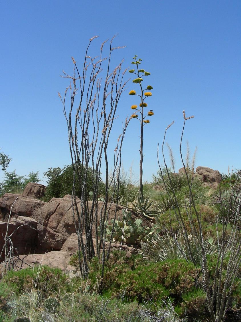 Tucson, AZ: Flora, Fauna, Rocks, and Stuff