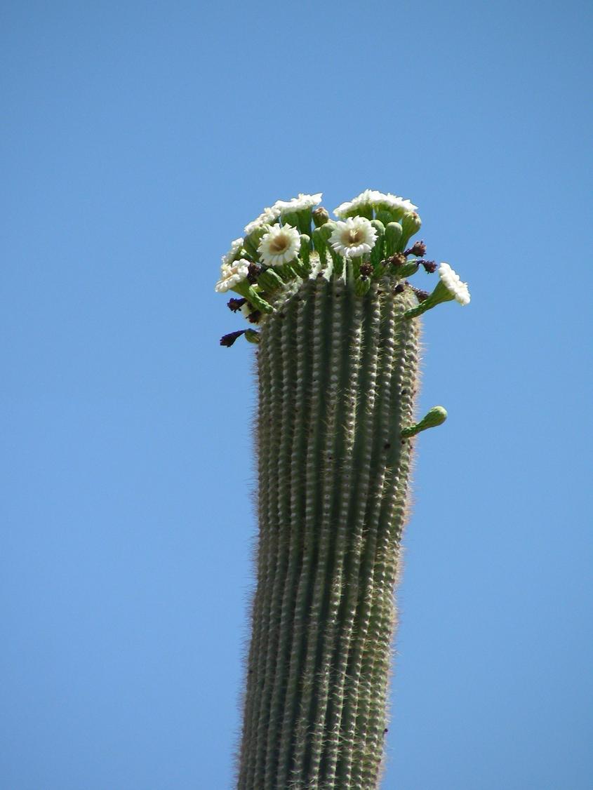 Tucson, AZ: Saguaro in Bloom