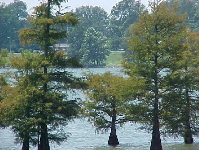 Lake Village, AR: Cypress trees on Lake Village