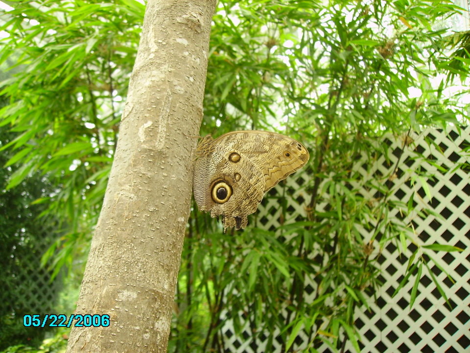 Wauchula, FL: butterfly shot taken at Cypress Gardens