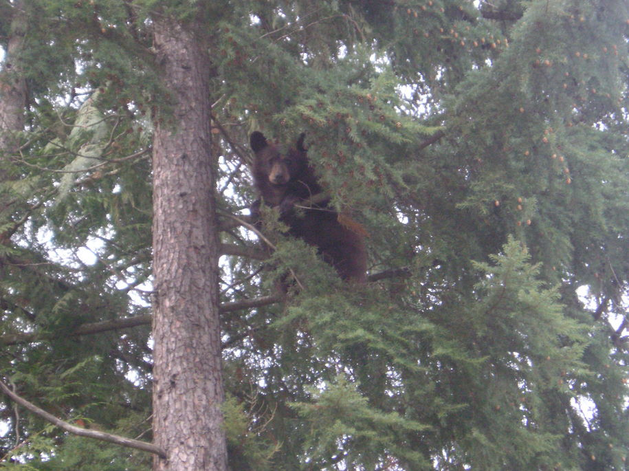 Troy, MT: bear in tree