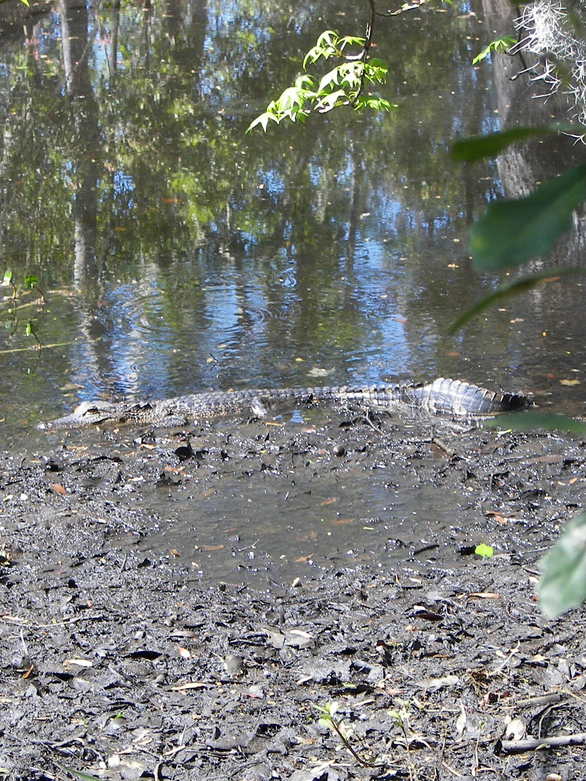 Marrero, LA: Jean Lafitte State Park in Marrero, Louisiana ( alligator )