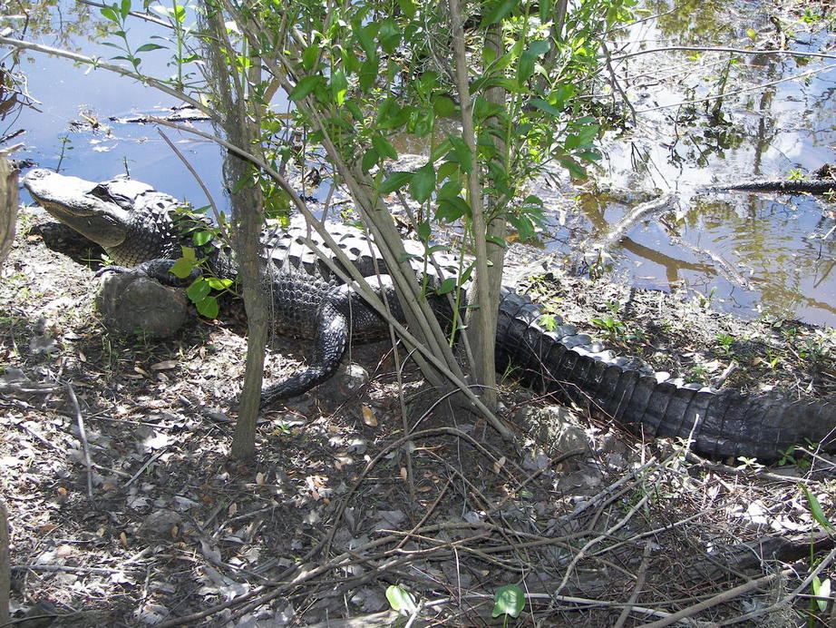 Marrero, LA: Jean Lafitte State Park in Marrero, Louisiana ( alligator )