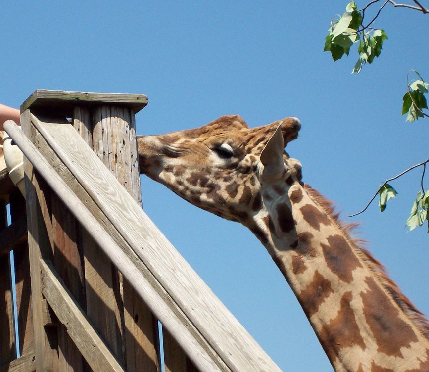 Ludlow, MA: lupa giraffe