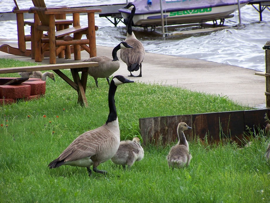 Cadillac, MI: Ducks on Lake Mitchell