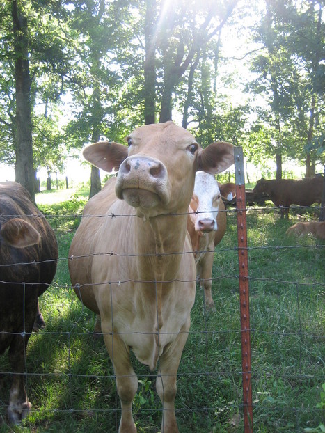 Wilmot, AR: Cow at the orchard.