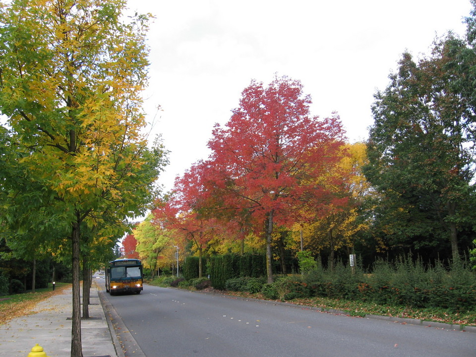 Redmond, WA: Fall in Redmond