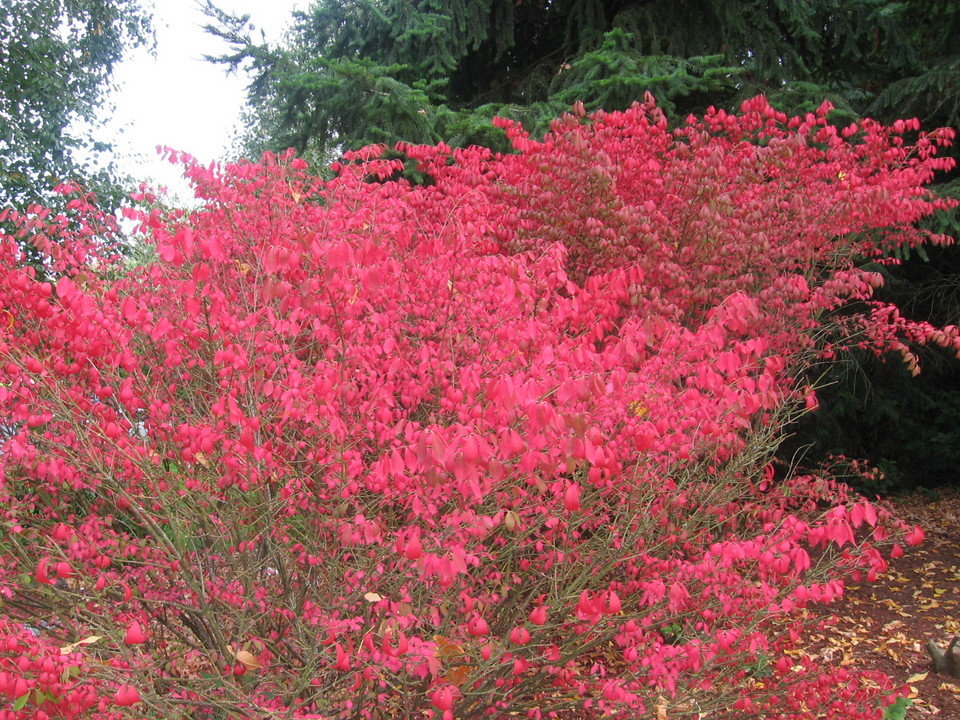 Redmond, WA: Fall in Redmond