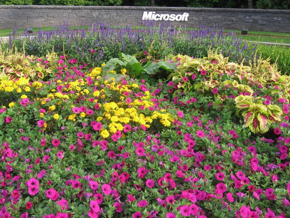 Redmond, WA: Fall in Redmond Around Microsoft