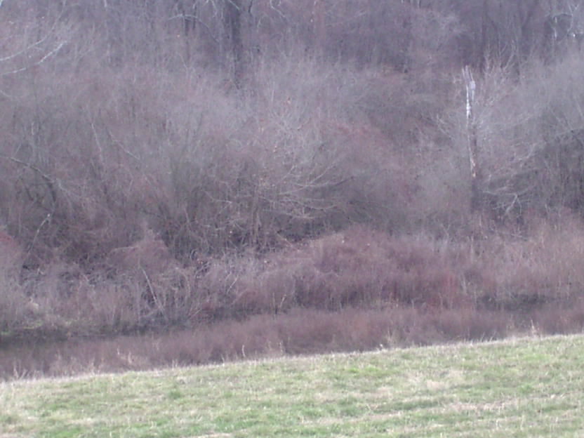 Gunnison, MS View of the levie photo, picture, image (Mississippi) at