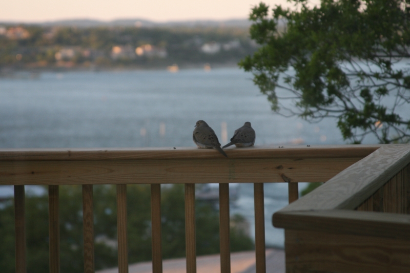 Lakeway, TX: Dove couple with Lake Travis in the background