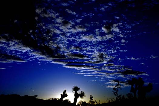 Joshua Tree, CA: sunrise over joshua tree