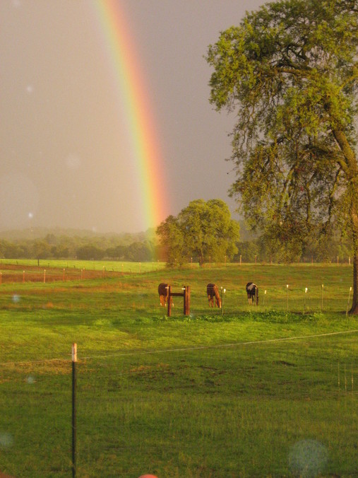 Valley Springs, CA: Rainbow and horses, it doesn't get any better than this.