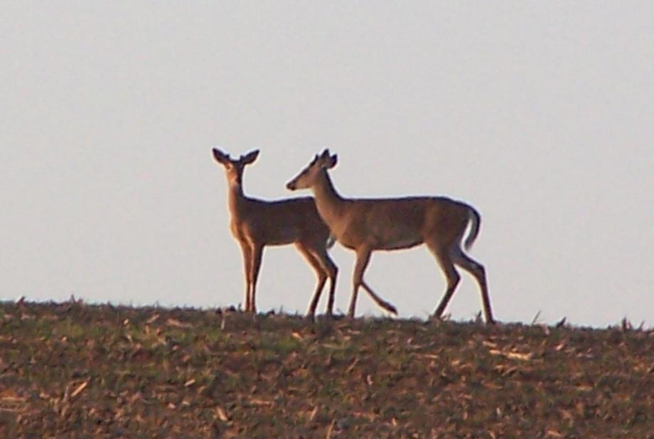 Medina, NY: Deer On the Horizon