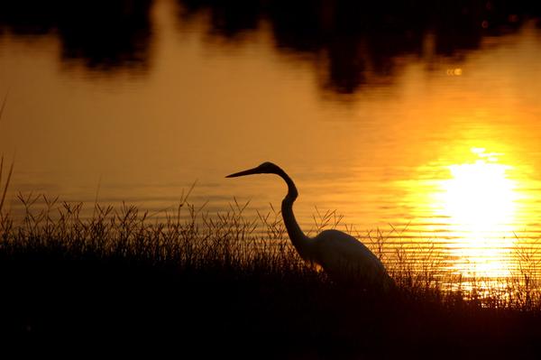 Sebastian, FL: Egret at the Pelican Island Reserve