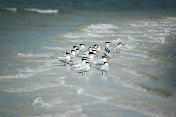 Sebastian, FL: Seagulls