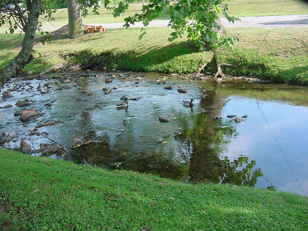 Black Mountain, NC: Ducks & thier babies welcoming us in the creek in front of Super 8
