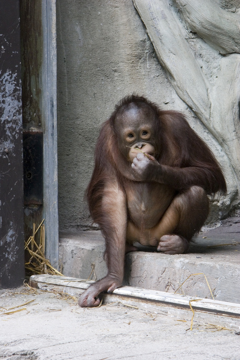 Erie, PA: Leela. baby orangutan at the Erie zoo