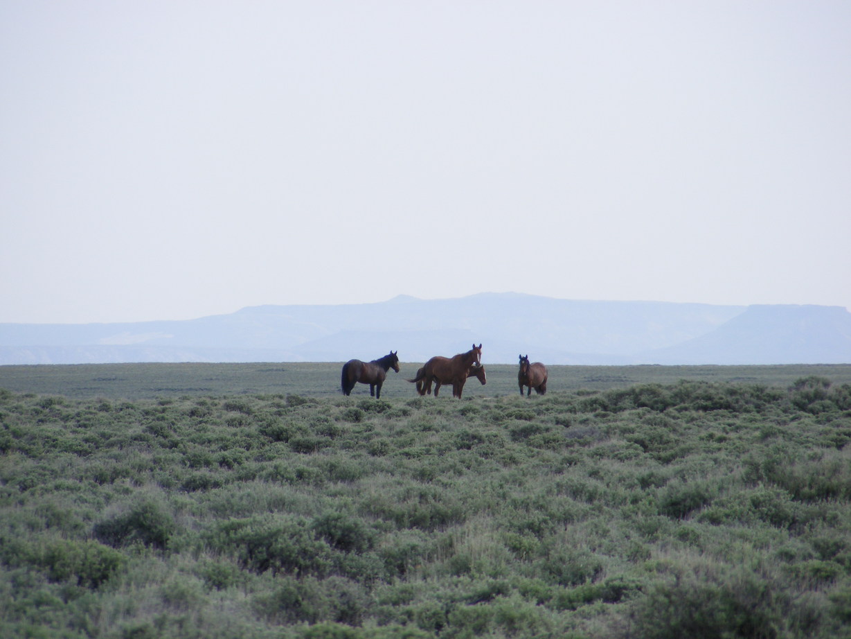 Rock Springs, WY: Wild Horses north of Rock Springs in Red Desert