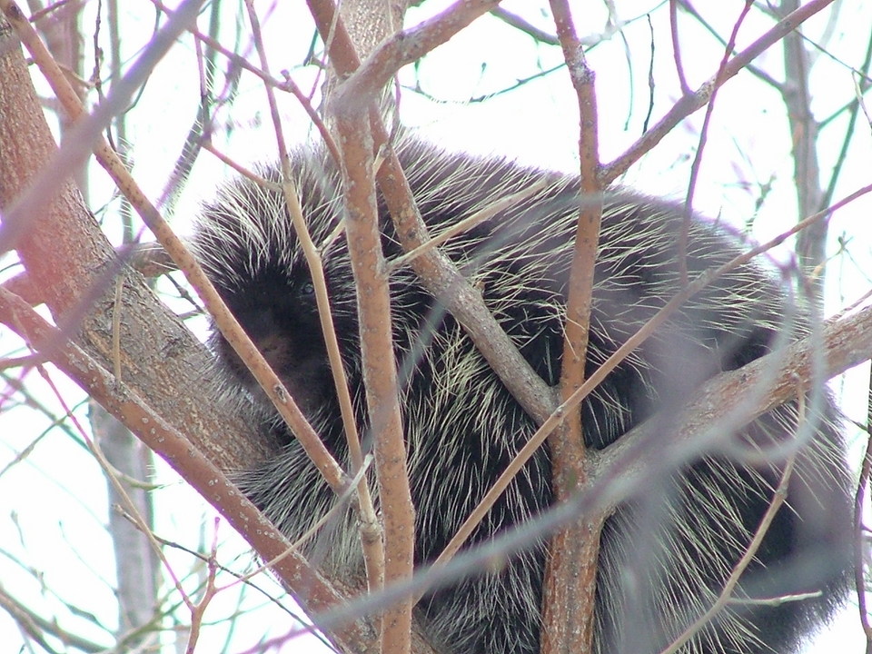 Grantsville, MD: Porcupine on Meadow Mountain in Grantsville