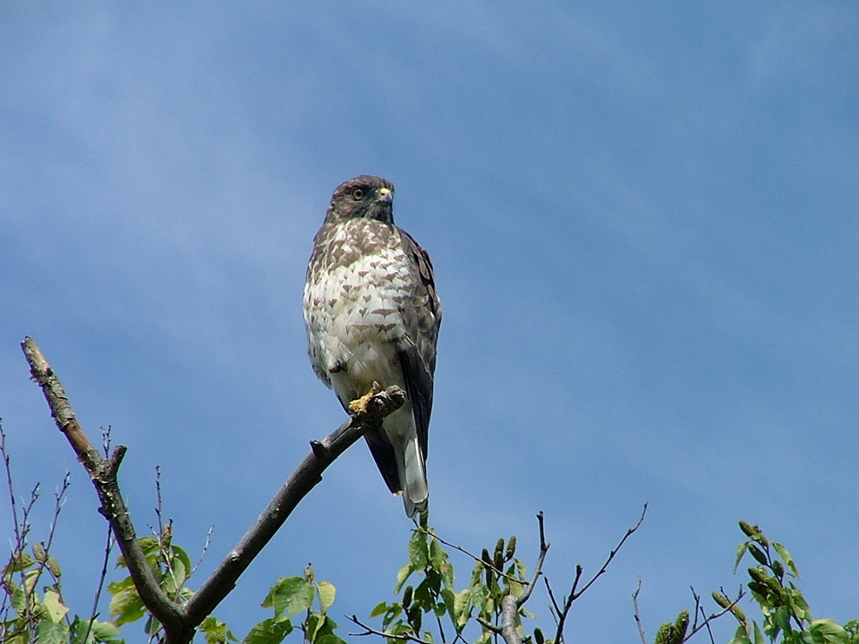 Grantsville, MD: Broadwing hawk on Meadow Mountain in Grantsville
