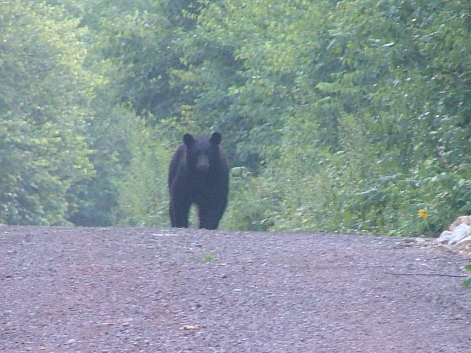 Grantsville, MD: Black bear on Meadow Mountain in Grantsville