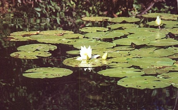 Farwell, MI: Waterlilies, White Birch Lake