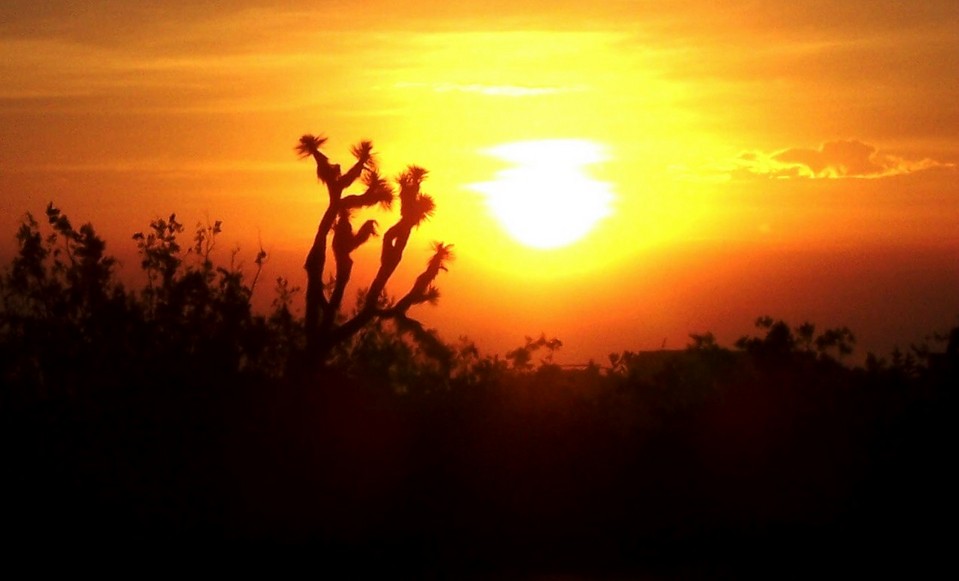 Yucca Valley, CA: Sunrise in Yucca Valley