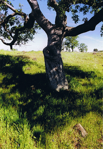 Chico, CA: Oak tree in Bidwell Park in Chico